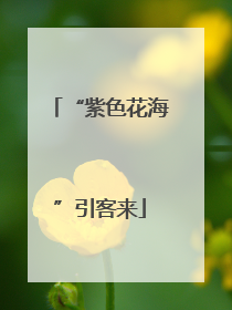 “紫色花海”引客来