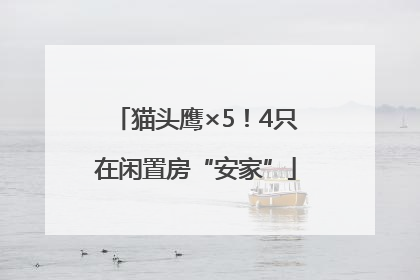 猫头鹰×5！4只在闲置房“安家”