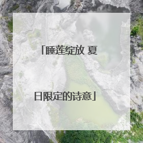 睡莲绽放 夏日限定的诗意