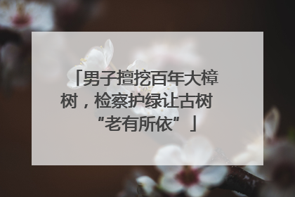 男子擅挖百年大樟树，检察护绿让古树“老有所依”