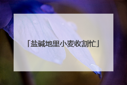 盐碱地里小麦收割忙