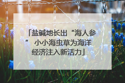 盐碱地长出“海人参” 小小海虫草为海洋经济注入新活力