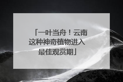 一叶当舟！云南这种神奇植物进入最佳观赏期