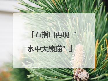 五指山再现“水中大熊猫”