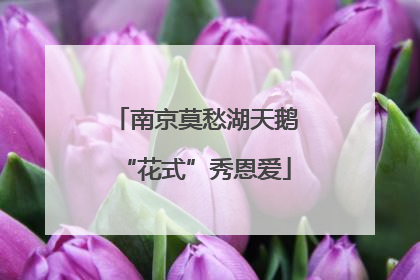 南京莫愁湖天鹅“花式”秀恩爱
