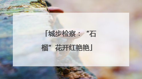 城步检察：“石榴”花开红艳艳