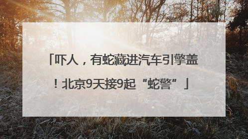 吓人，有蛇藏进汽车引擎盖！北京9天接9起“蛇警”