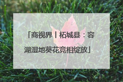 商视界丨柘城县：容湖湿地葵花竞相绽放