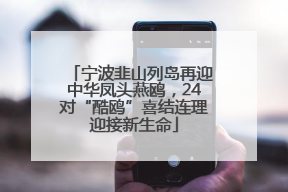 宁波韭山列岛再迎中华凤头燕鸥，24对“酷鸥”喜结连理迎接新生命