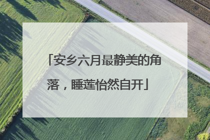 安乡六月最静美的角落，睡莲怡然自开