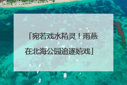 宛若戏水精灵!雨燕在北海公园追逐嬉戏