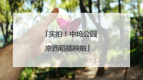 实拍！中坞公园京西稻插秧啦