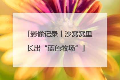 影像记录丨沙窝窝里长出“蓝色牧场”