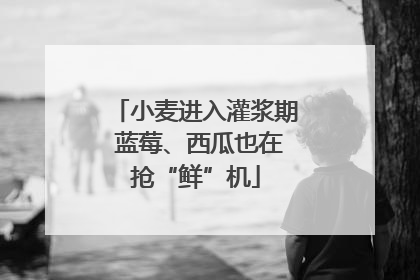 小麦进入灌浆期 蓝莓、西瓜也在抢“鲜”机