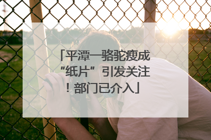 平潭一骆驼瘦成“纸片”引发关注！部门已介入