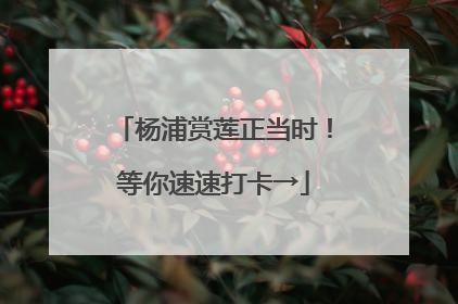 杨浦赏莲正当时！等你速速打卡→