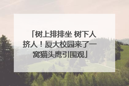 树上排排坐 树下人挤人！厦大校园来了一窝猫头鹰引围观