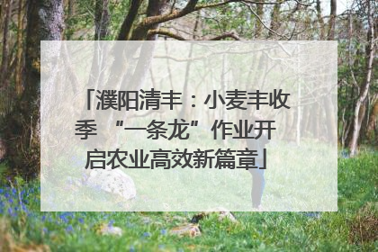 濮阳清丰：小麦丰收季 “一条龙”作业开启农业高效新篇章