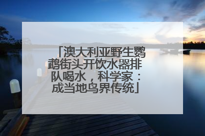 澳大利亚野生鹦鹉街头开饮水器排队喝水，科学家：成当地鸟界传统