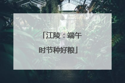 江陵：端午时节种好粮