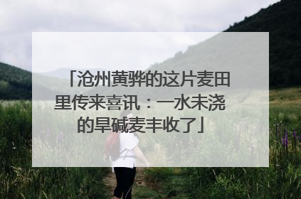 沧州黄骅的这片麦田里传来喜讯：一水未浇的旱碱麦丰收了
