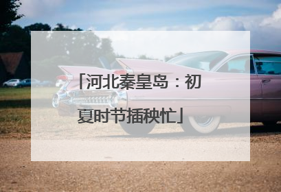 河北秦皇岛：初夏时节插秧忙