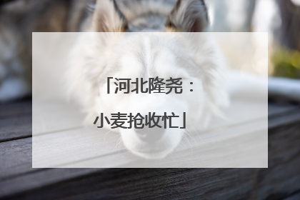 河北隆尧：小麦抢收忙