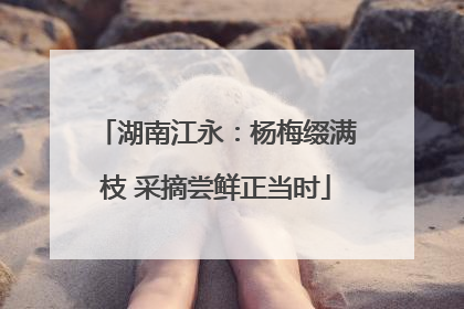 湖南江永：杨梅缀满枝 采摘尝鲜正当时
