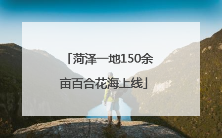 菏泽一地150余亩百合花海上线