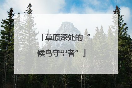 草原深处的“候鸟守望者”