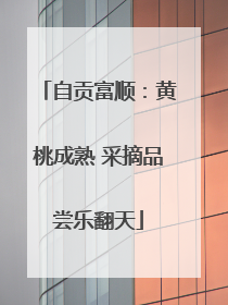 自贡富顺：黄桃成熟 采摘品尝乐翻天