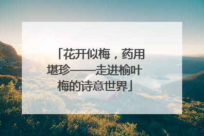 花开似梅，药用堪珍——走进榆叶梅的诗意世界