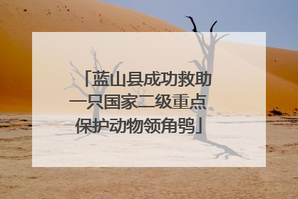 蓝山县成功救助一只国家二级重点保护动物领角鸮