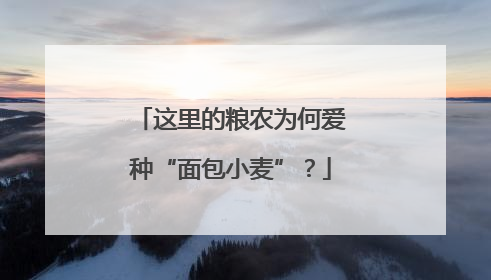 这里的粮农为何爱种“面包小麦”？
