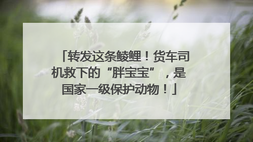 转发这条鲮鲤！货车司机救下的“胖宝宝”，是国家一级保护动物！