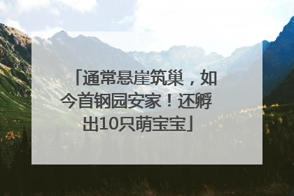 通常悬崖筑巢，如今首钢园安家！还孵出10只萌宝宝