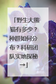 野生大熊猫有多少？种群如何分布？科研团队实地探秘→