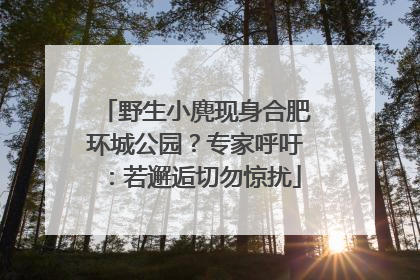野生小麂现身合肥环城公园？专家呼吁：若邂逅切勿惊扰