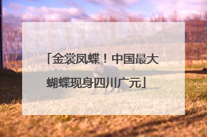金裳凤蝶！中国最大蝴蝶现身四川广元