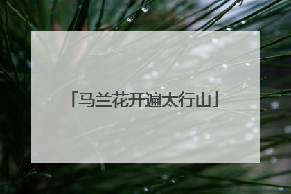 马兰花开遍太行山