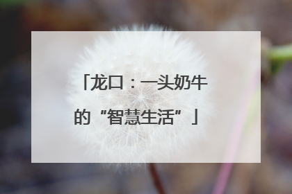 龙口：一头奶牛的“智慧生活”