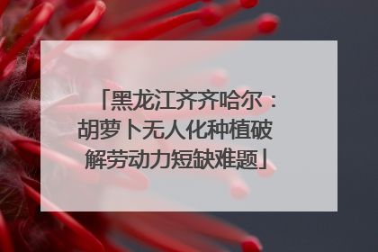 黑龙江齐齐哈尔：胡萝卜无人化种植破解劳动力短缺难题