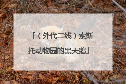 （外代二线）索斯托动物园的黑天鹅